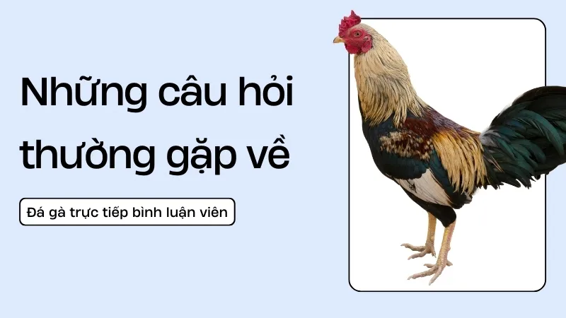 2. Sự khác biệt của trực tiếp đá gà bình luận viên