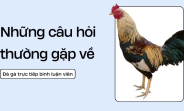 Trực Tiếp Đá Gà - Bình Luận Viên Tinh Tế