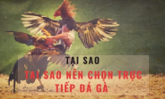 Bình Luận Viên Đá Gà - Xem Trực Tiếp Ngay